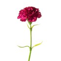 KWIAT NATU 122 FI 8 X 40 CM AMARANTOWY