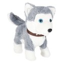 Piesek interaktywny na smyczy szczeka chodzi rusza ogonem Husky